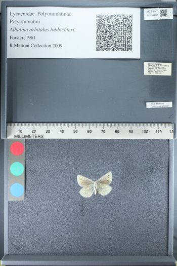 Media type: image;   Entomology 154897